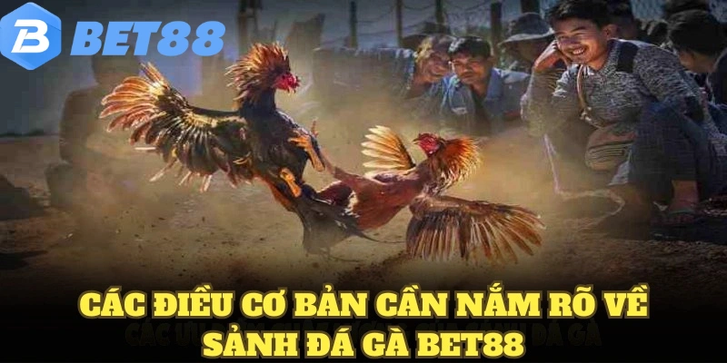 đá gà bet88 5 Các điều cơ bản cần nắm rõ về sảnh đá gà BET88