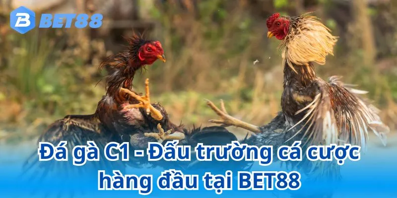 Đá gà C1 - Đấu trường cá cược hàng đầu tại BET88