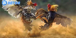 Đá Gà C3 Tại Bet88 - Thỏa Mãn Đam Mê, Kiếm Tiền Khủng
