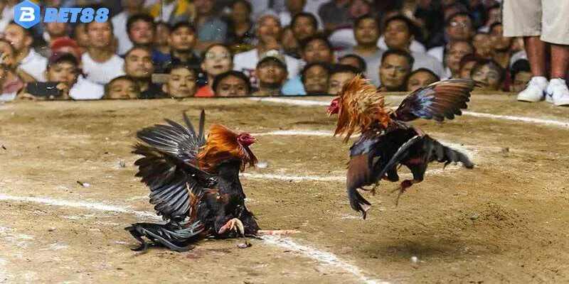 Đá gà C3 là giải đấu quốc tế hạng 3 quy tụ nhiều chiến kê chuyên nghiệp