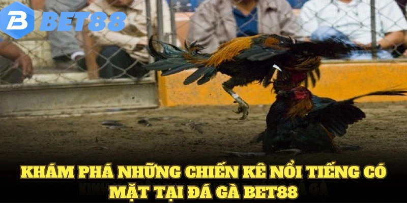 Khám phá những chiến kê nổi tiếng có mặt tại đá gà BET88