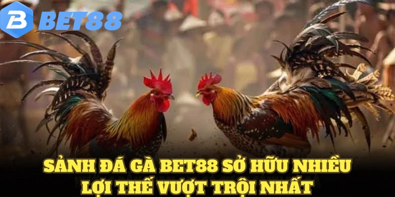 Sảnh đá gà BET88 sở hữu nhiều lợi thế vượt trội nhất